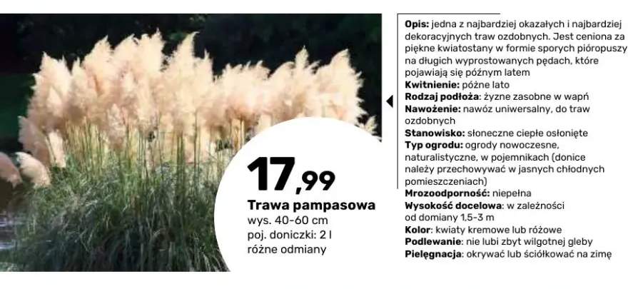 Trawa pampasowa
