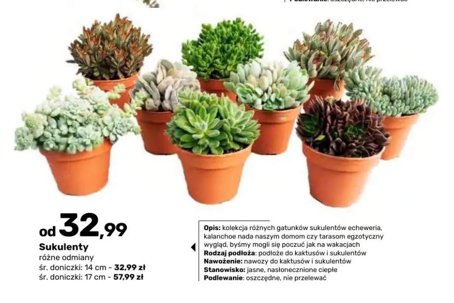 Sukulenty śr. doniczki 14 cm