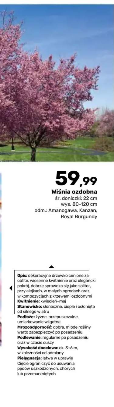 Wiśnia ozdobna Amanogawa +2 warianty