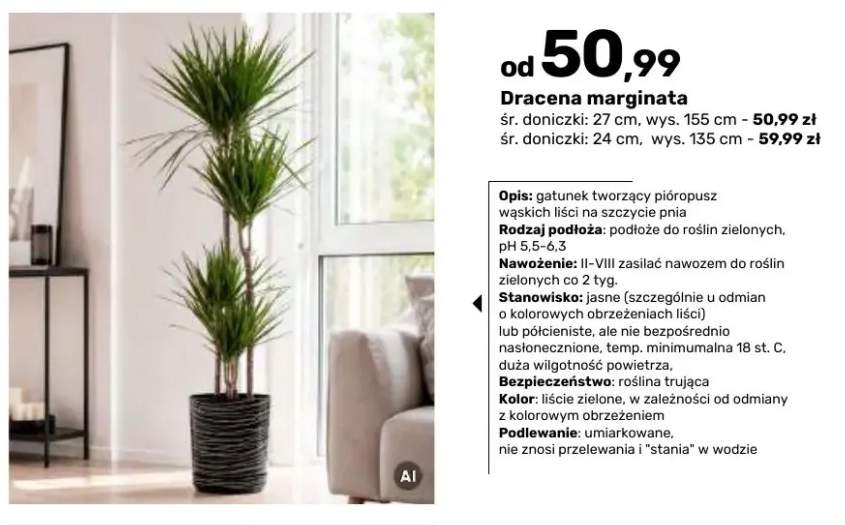 Dracena marginata śr. doniczki 27 cm wys. 155 +1 wariant