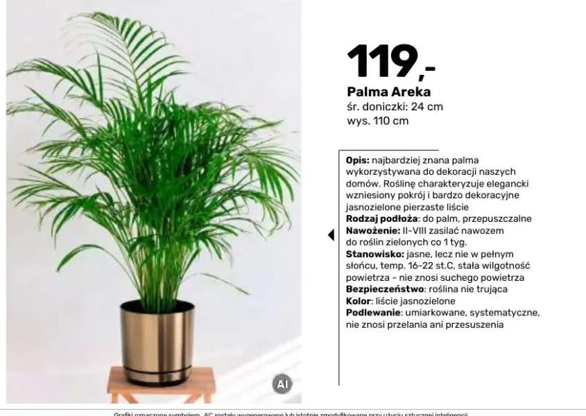 Palma Areka śr. doniczki 24 cm wys. 110