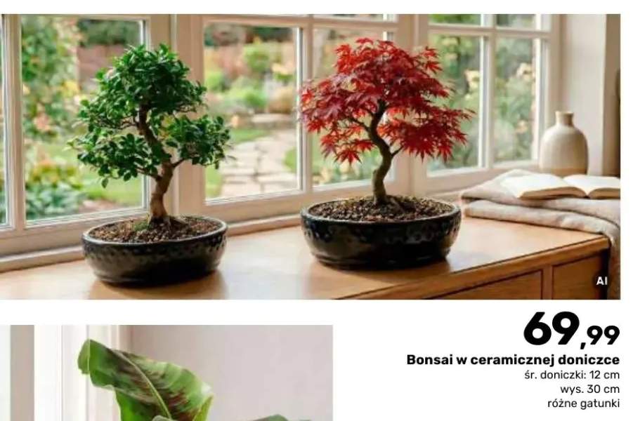 Bonsai w ceramicznej doniczce