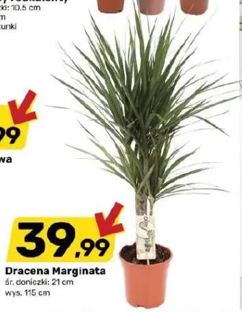 Dracena Marginata