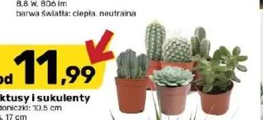 Kaktusy i sukulenty