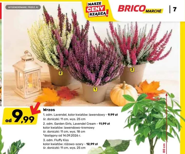 Wrzos odm. Lavendel lawendowy wys. 25 cm +1 wariant