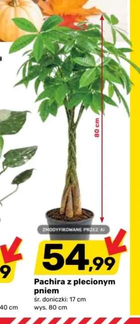 Pachira z plecionym pniem śr. doniczki 17 cm wys. 80