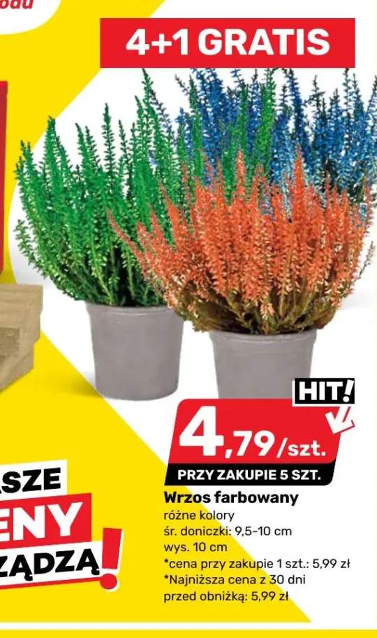 Wrzos farbowany śr. 9,5-10 cm wys. 10