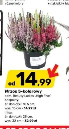 Wrzos 5-kolorowy misa Beauty Ladies High Five +1 wariant