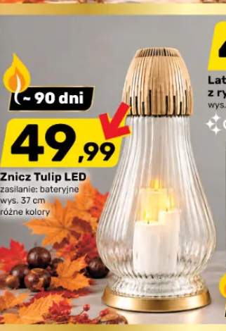 Znicz Tulip LED