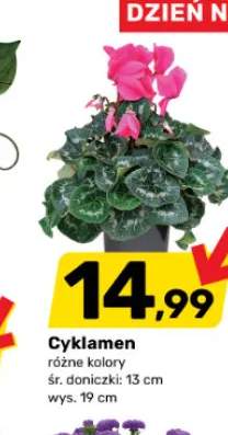 Cyklamen