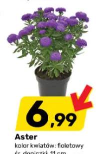 Aster