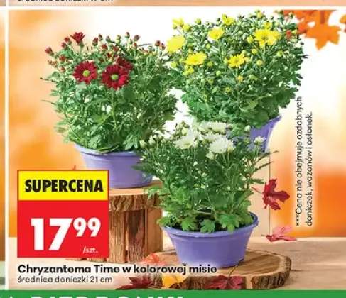chryzantema