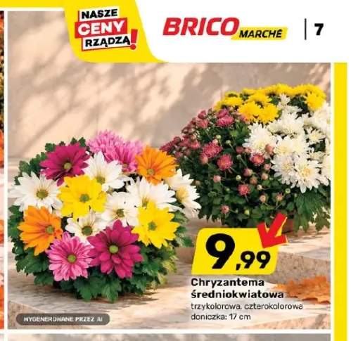 Chryzantema średniokwiatowa czterokolorowa +1 wariant