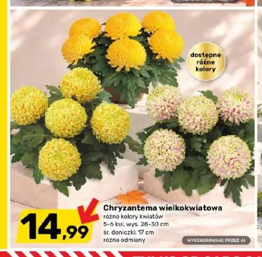 Chryzantema wielkokwiatowa